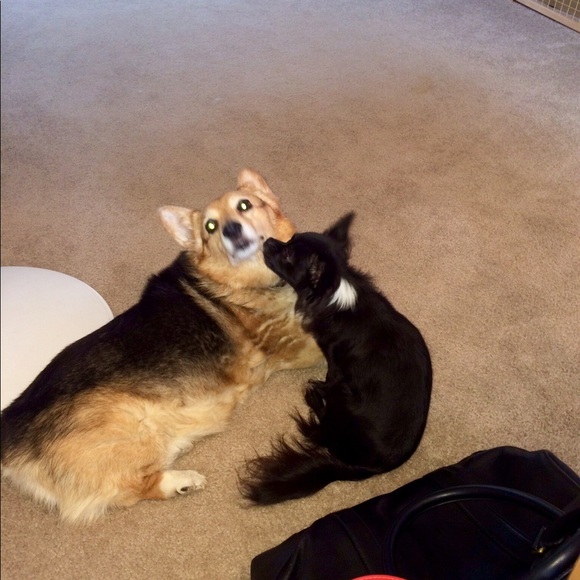 Meet your Posher, Kristi - Picture 5 of 8